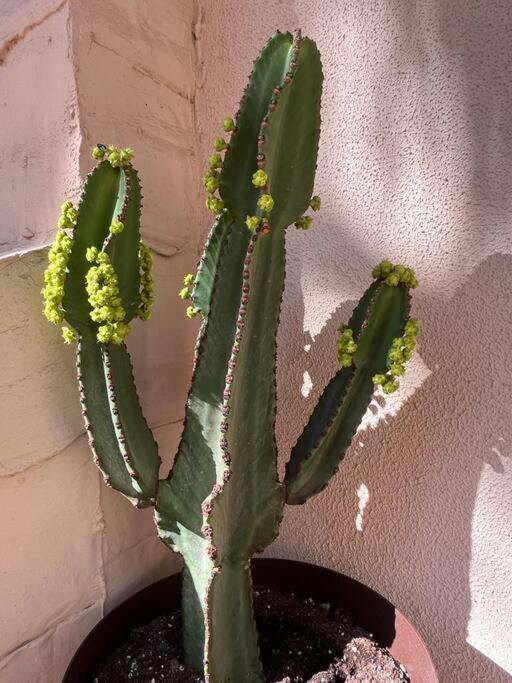 Casa Cactus Paraiso Parque Holandes Esterno foto