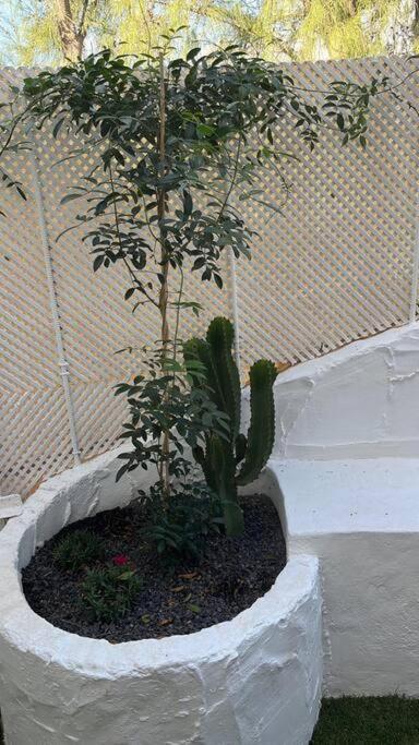 Casa Cactus Paraiso Parque Holandes Esterno foto